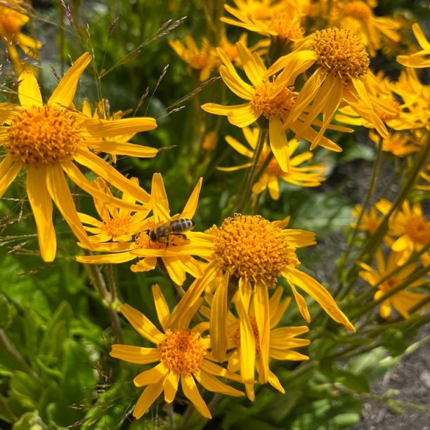 Arnica - utruleg potensiale innan hudpleie 🌼 - Vossabia