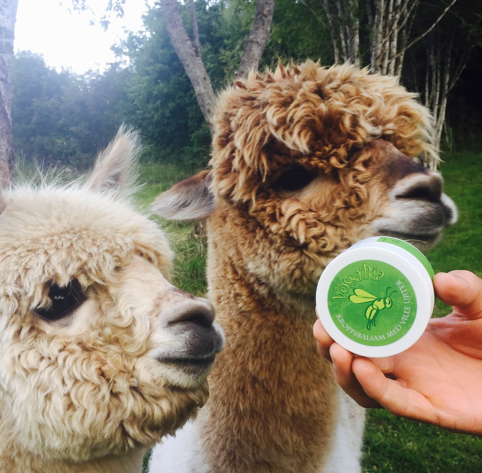 🐾 Vossabia til dyr? Ja – og kundane elskar det