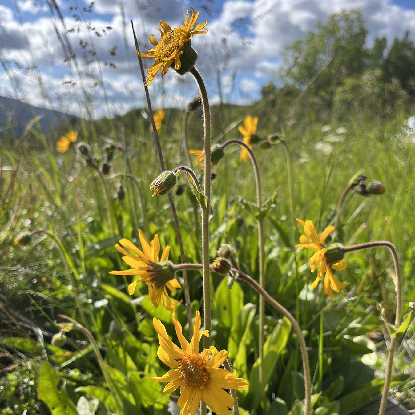 Søvnmangel. Stress. Super-hovne auge 🥱 - Vossabia