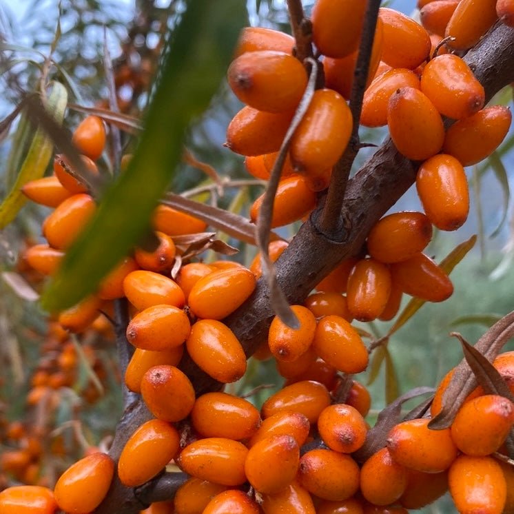 Tindved – i mitt oransje hjarte!! 🧡 - Vossabia