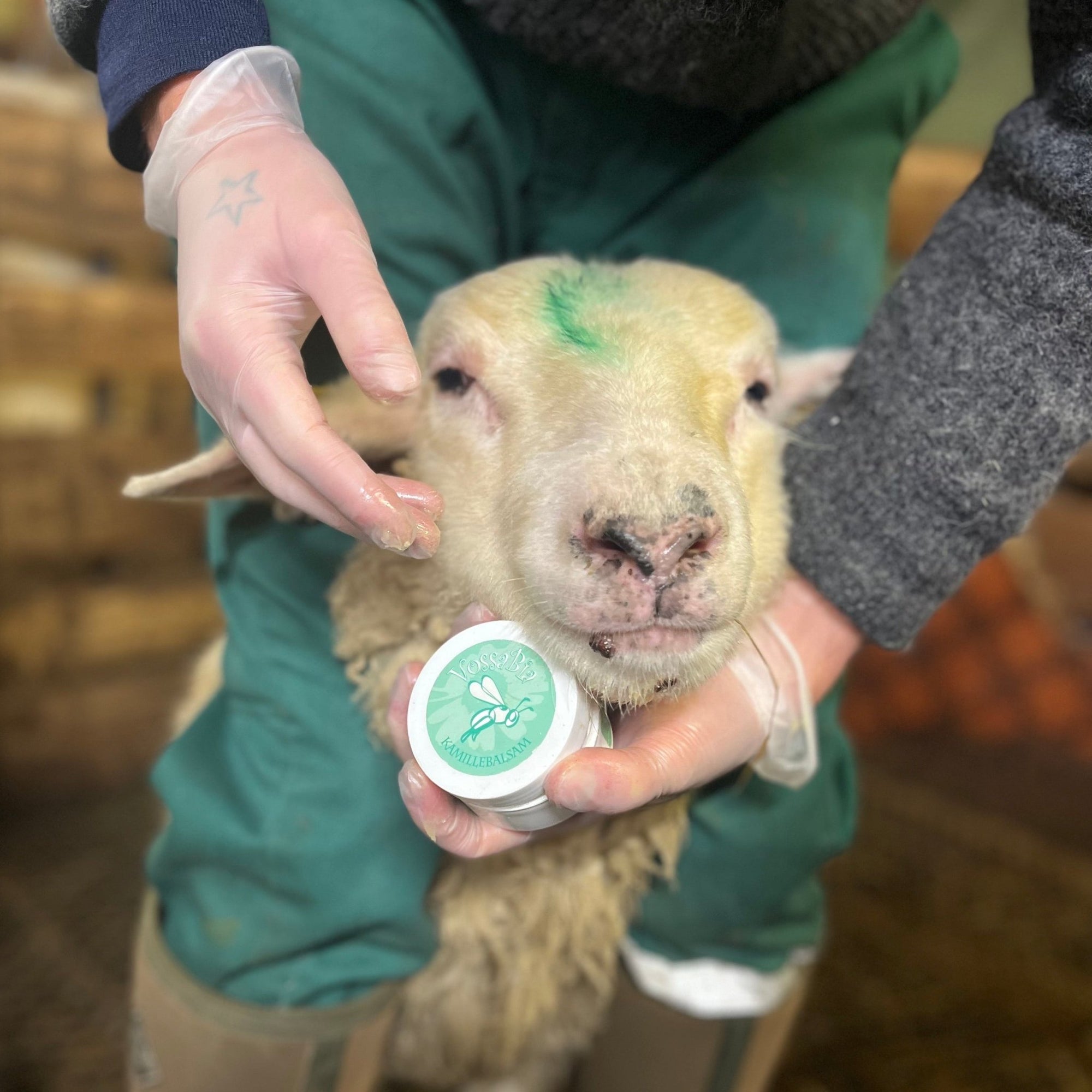 Vossabia – også dyrenes ven! 🐕🐄🐴🐑 - Vossabia