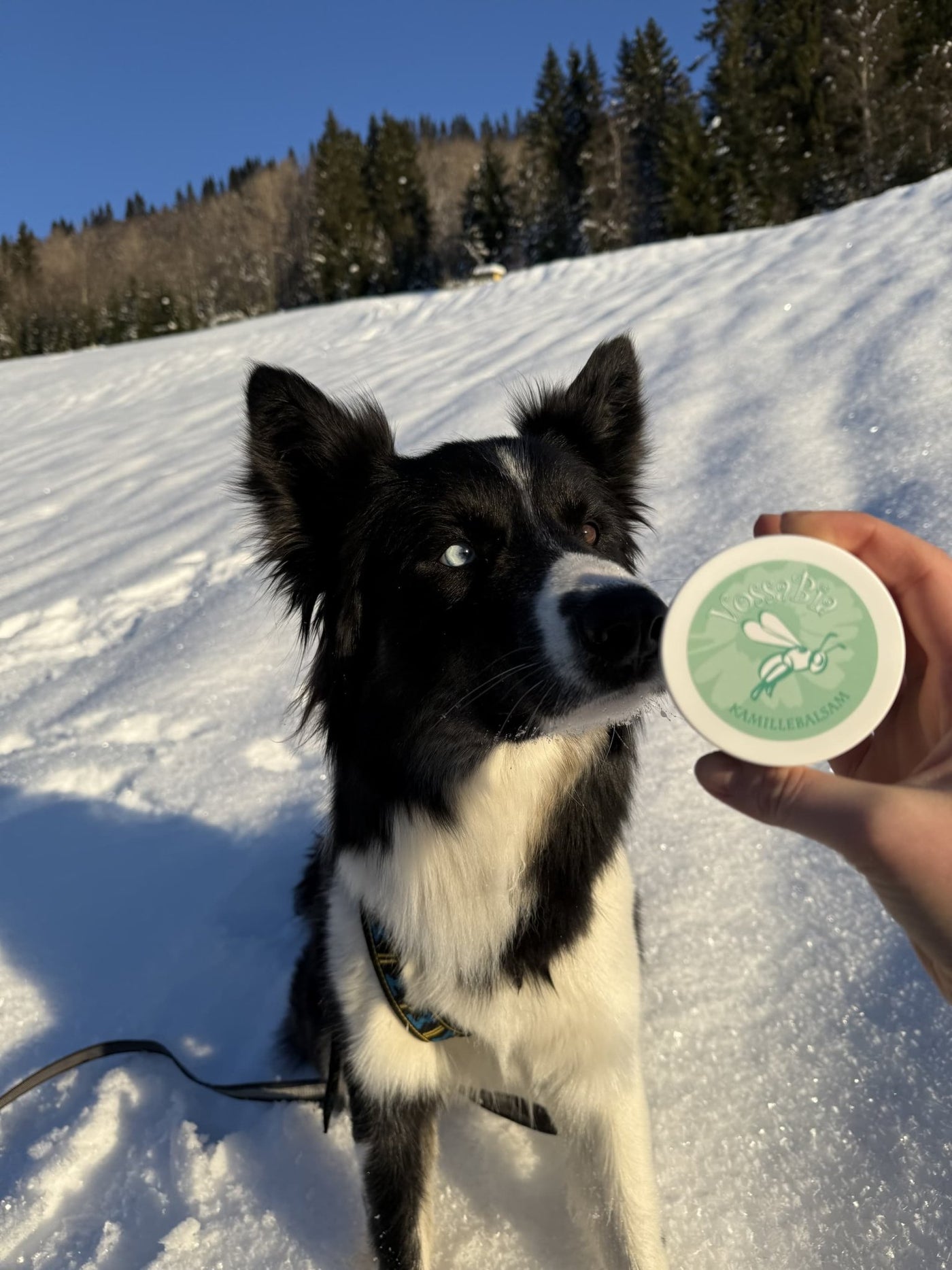 Dyrepleie - Vossabia