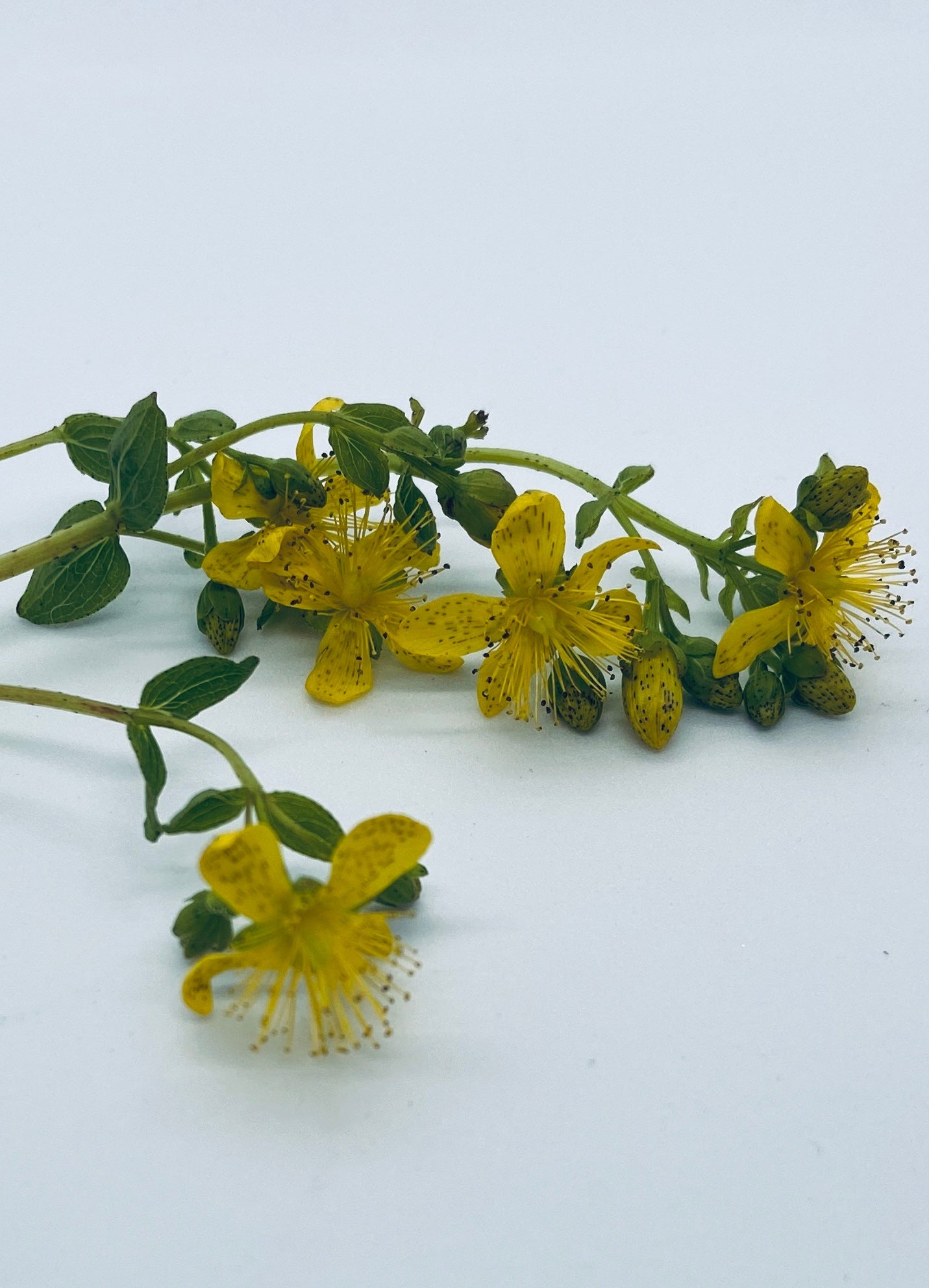 Kroppsbalsam med ville urter - Vossabia