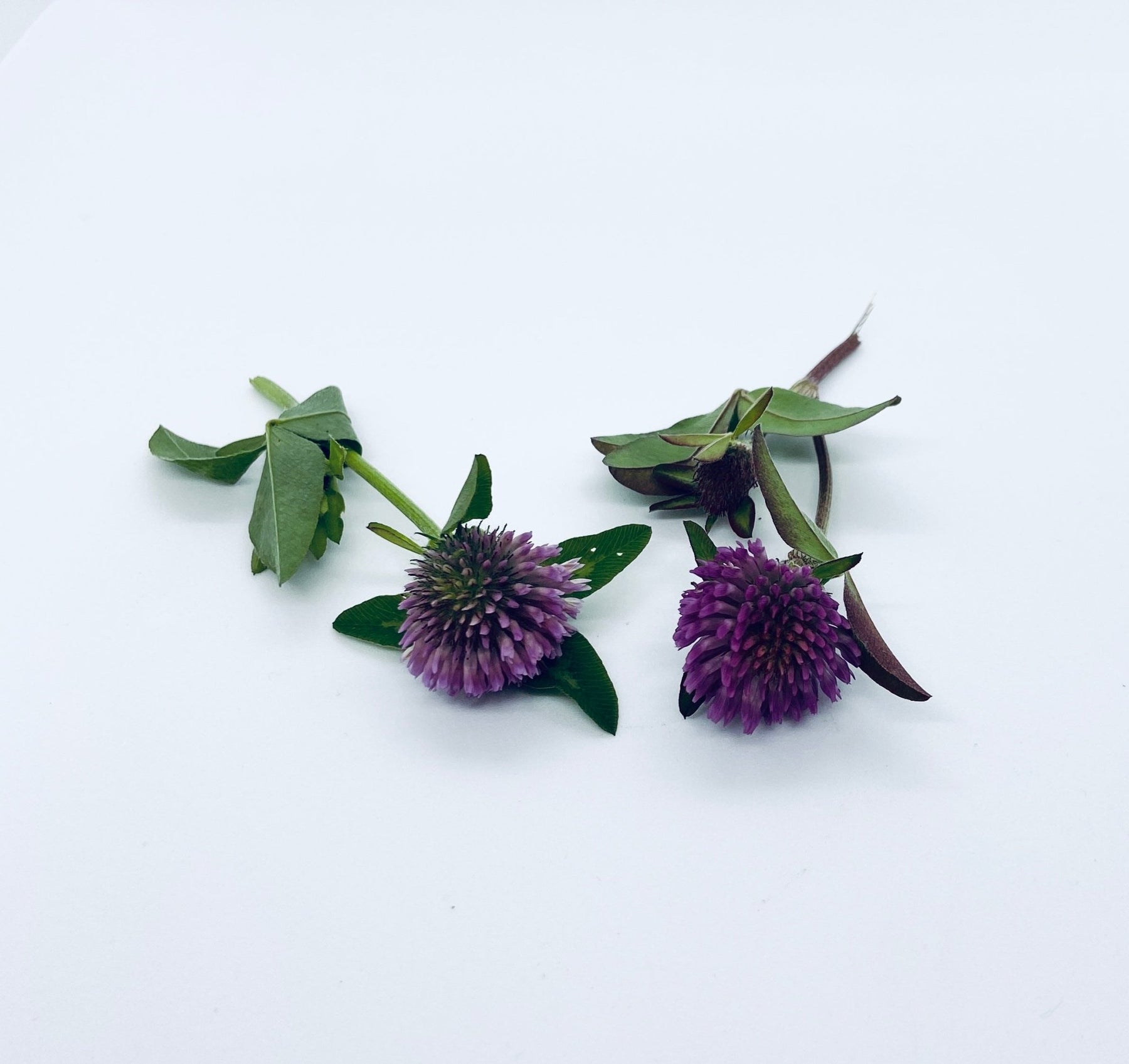 Kroppsbalsam med ville urter - Vossabia
