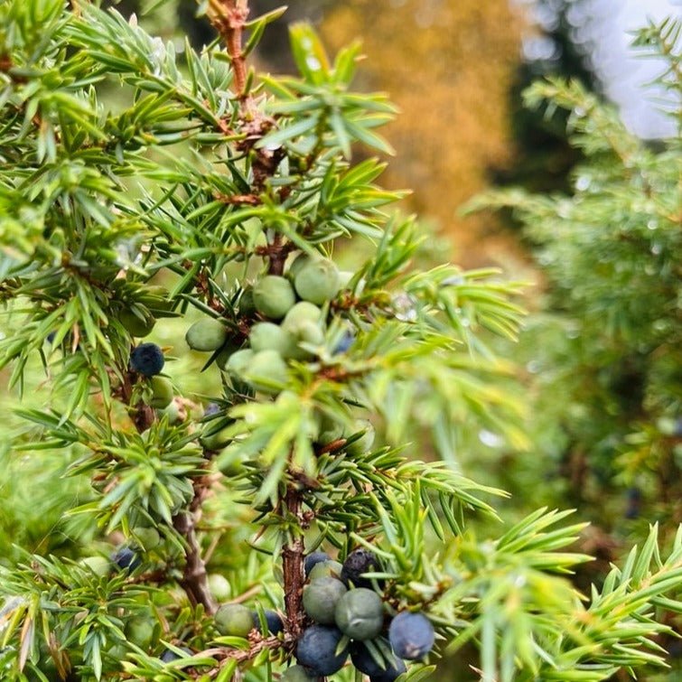 Kroppssåpe skog - Vossabia