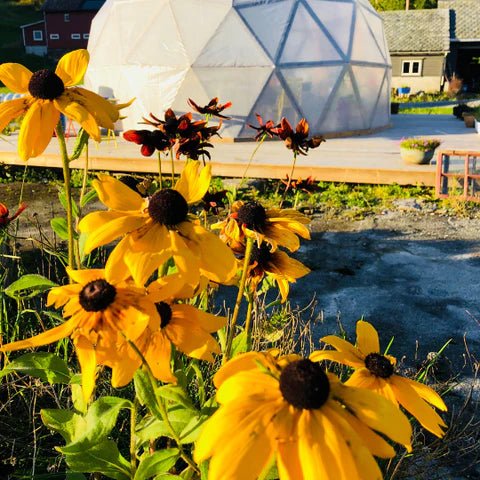 Cold or stressed? 🐝Herbal care and product tips! - Vossabia