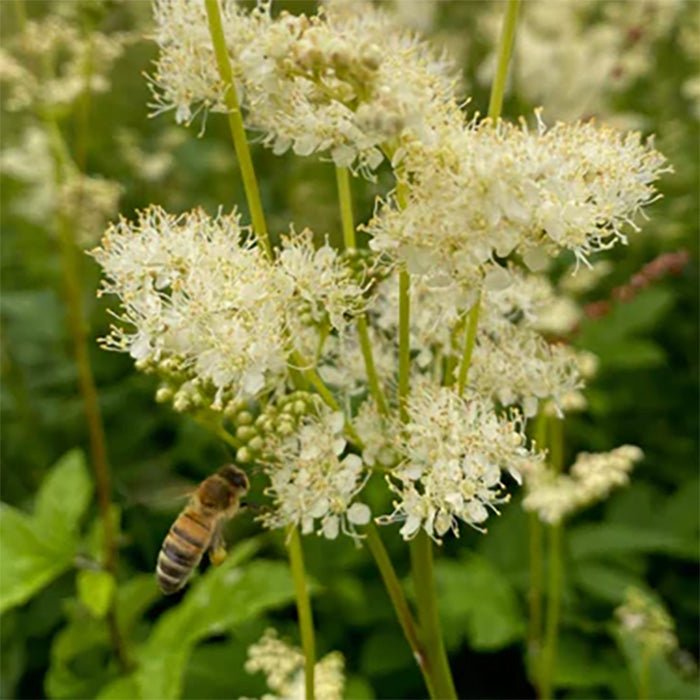 Preview of Mjødurtmaske - Vossabia