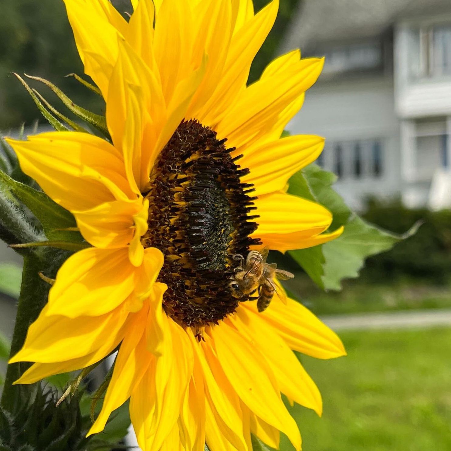 Skincare from the Garden 🐝🌼 vs from the Laboratory 🔬🧑🔬 - Vossabia