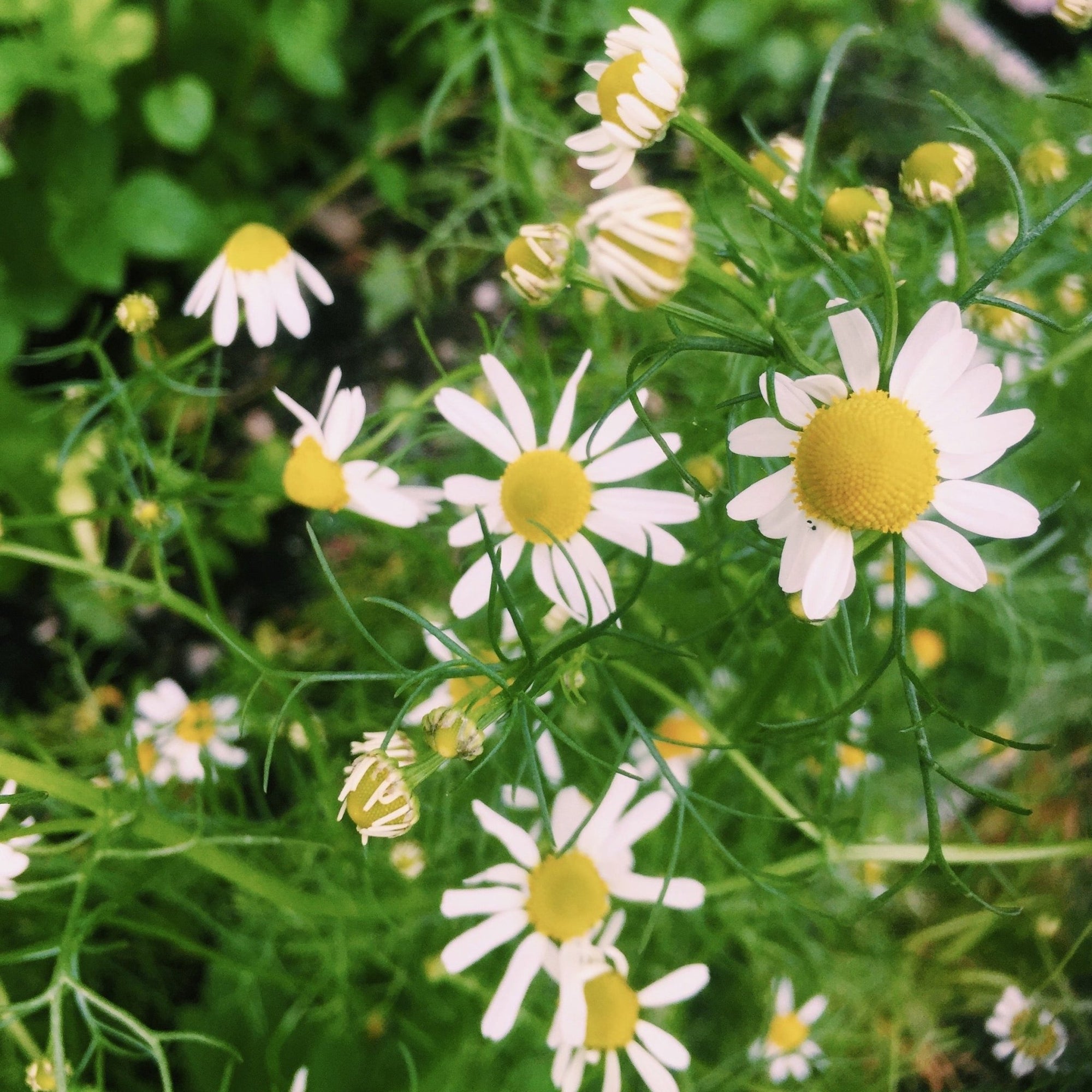 Surprising and wonderful ways to use chamomile - Vossabia