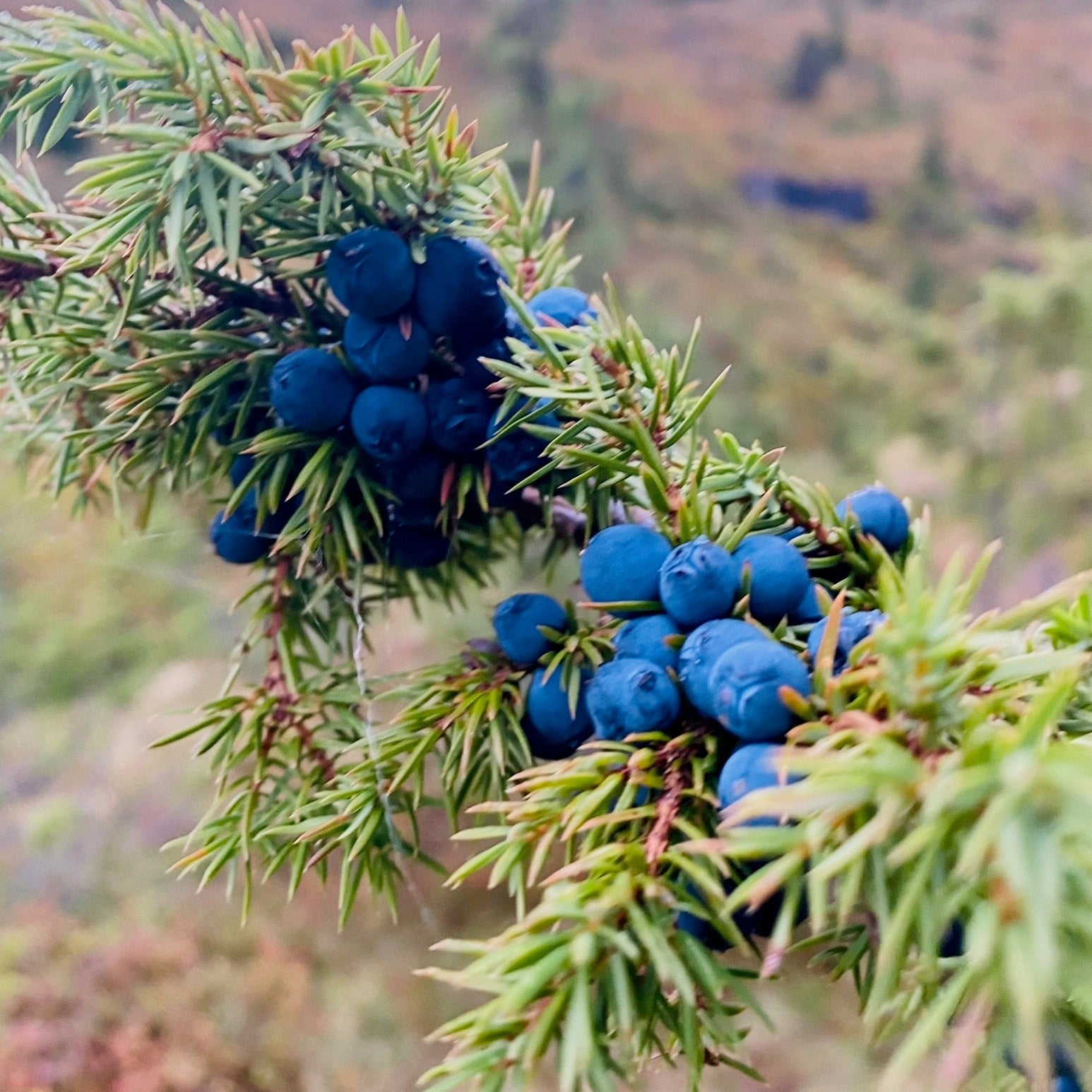 This is what we do when we wash our bodies... With juniper bushes of course - Vossabia