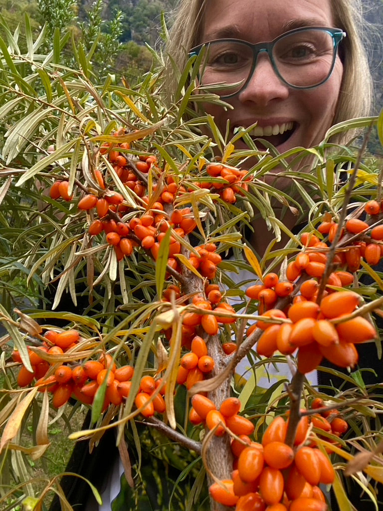 Sea buckthorn tincture