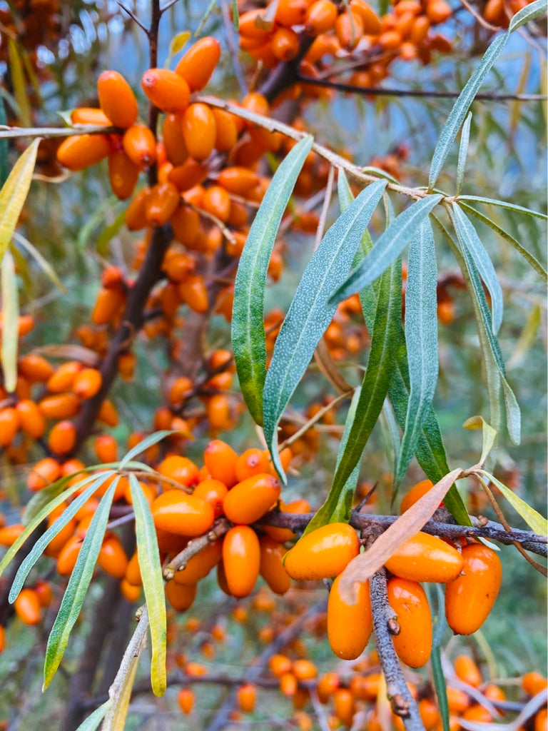 Sea buckthorn tincture