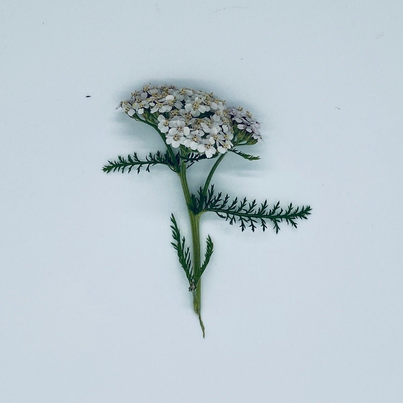 Shampoo with wild herbs - Vossabia