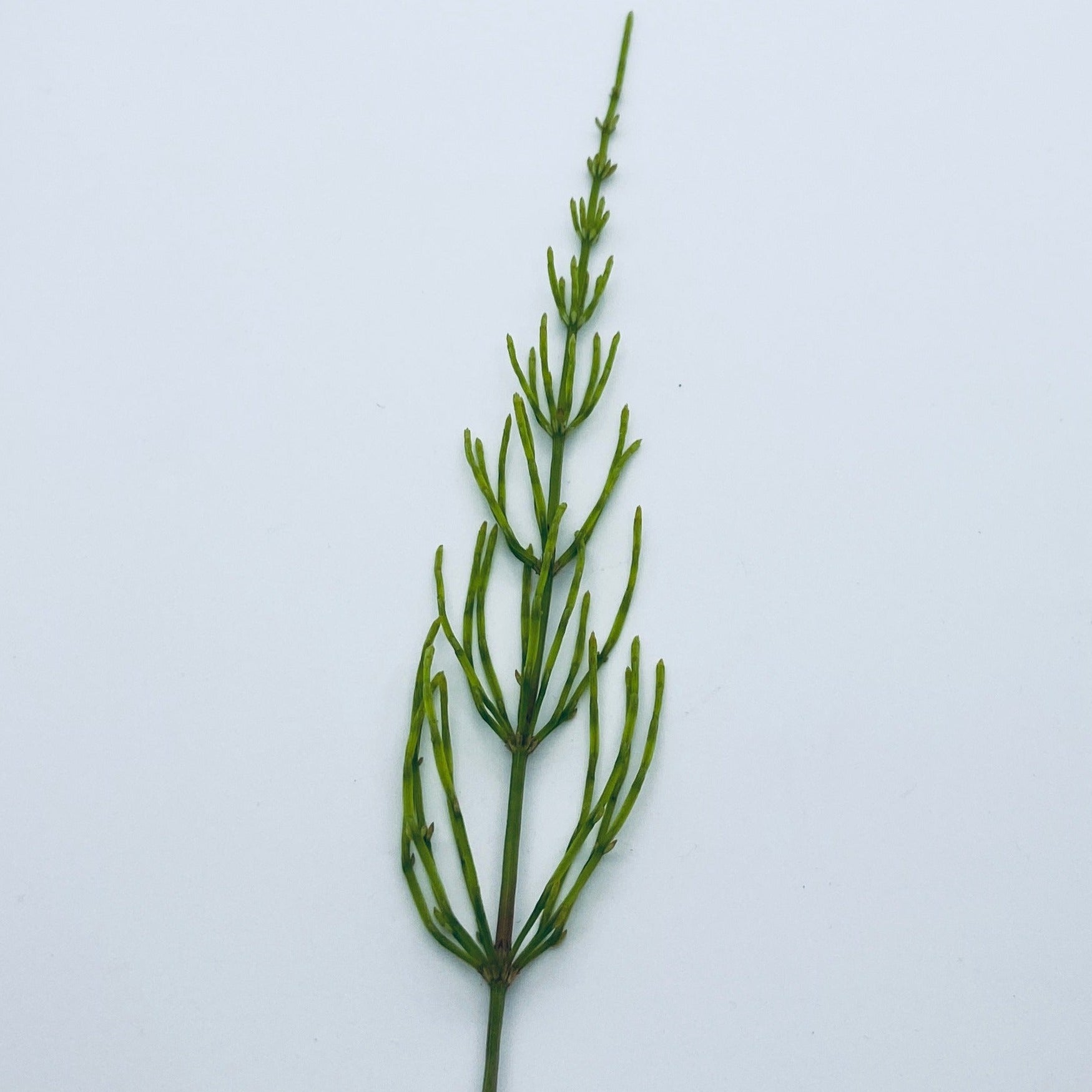 Shampoo with wild herbs - Vossabia