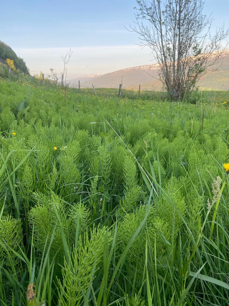 Shampoo with wild herbs - Vossabia