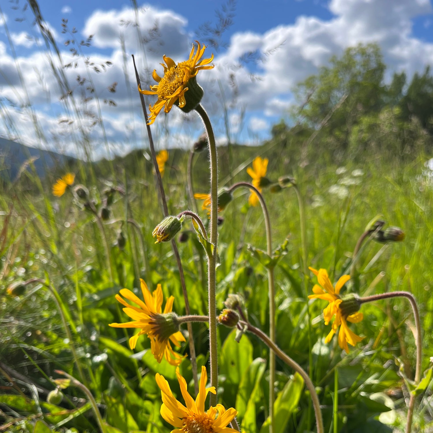 Solblomen blømer!!! 🌼 Og den går rett i vår fantastiske Augebalsam!