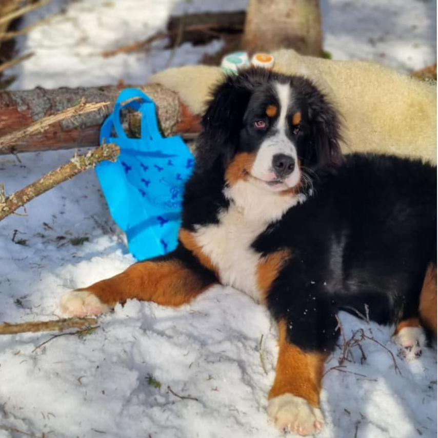 Vossabia-nyheit til hund: Pote & Pleie