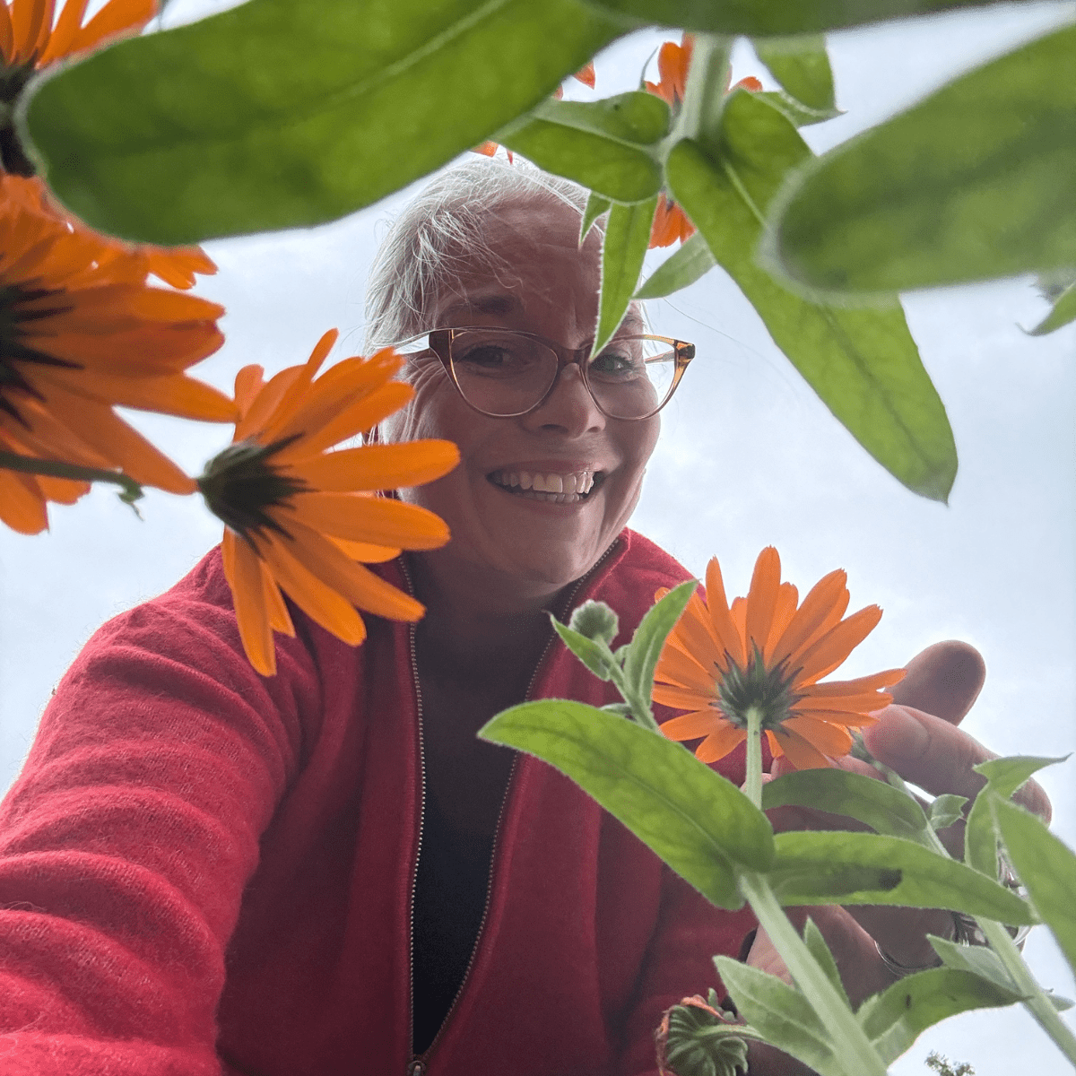 🌼 Ringblomst – vakker og vilt nyttig! - Vossabia
