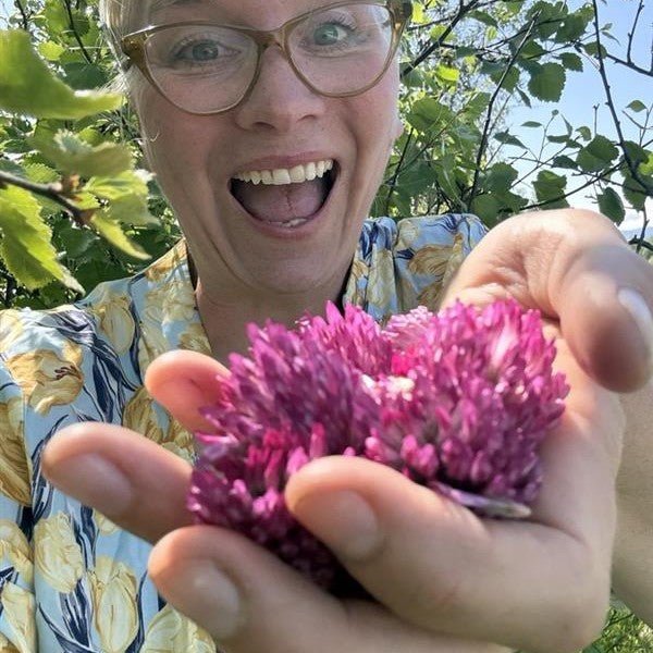 🌷 Superhelt i planteform – møt rødkløveren ❤️ - Vossabia
