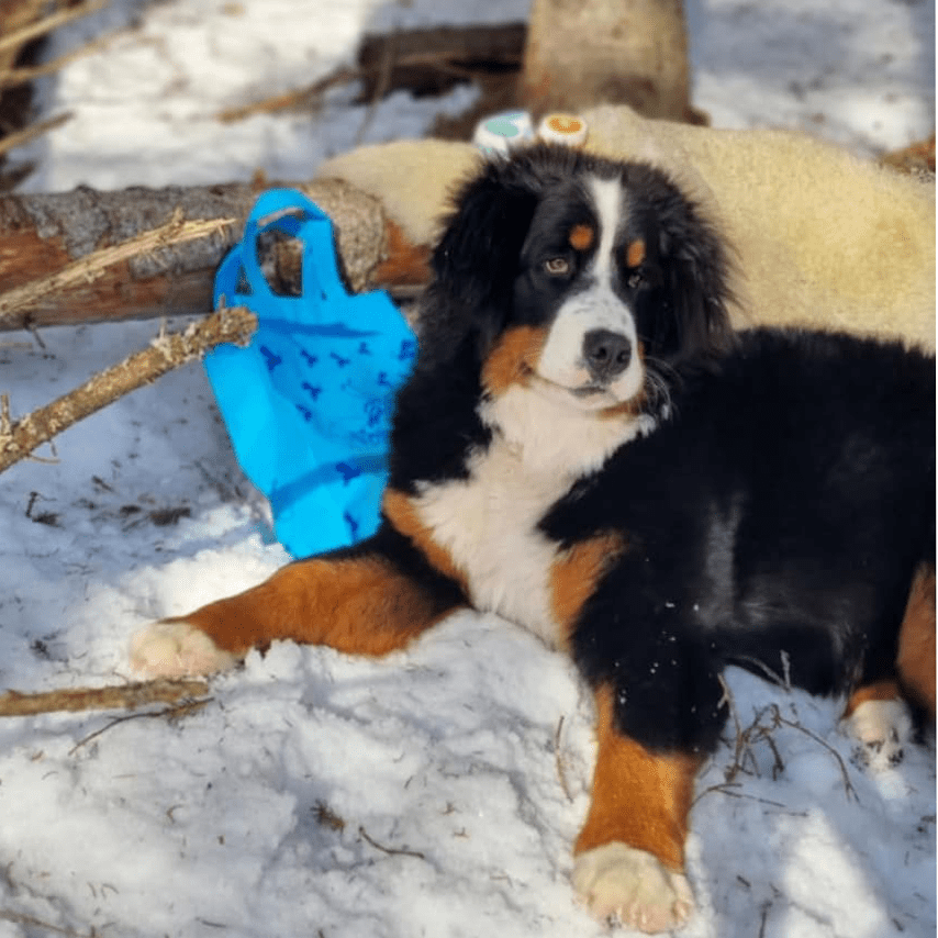 Vossabia-nyheit til hund: Pote & Pleie - Vossabia