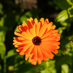 Ringblomstpakken