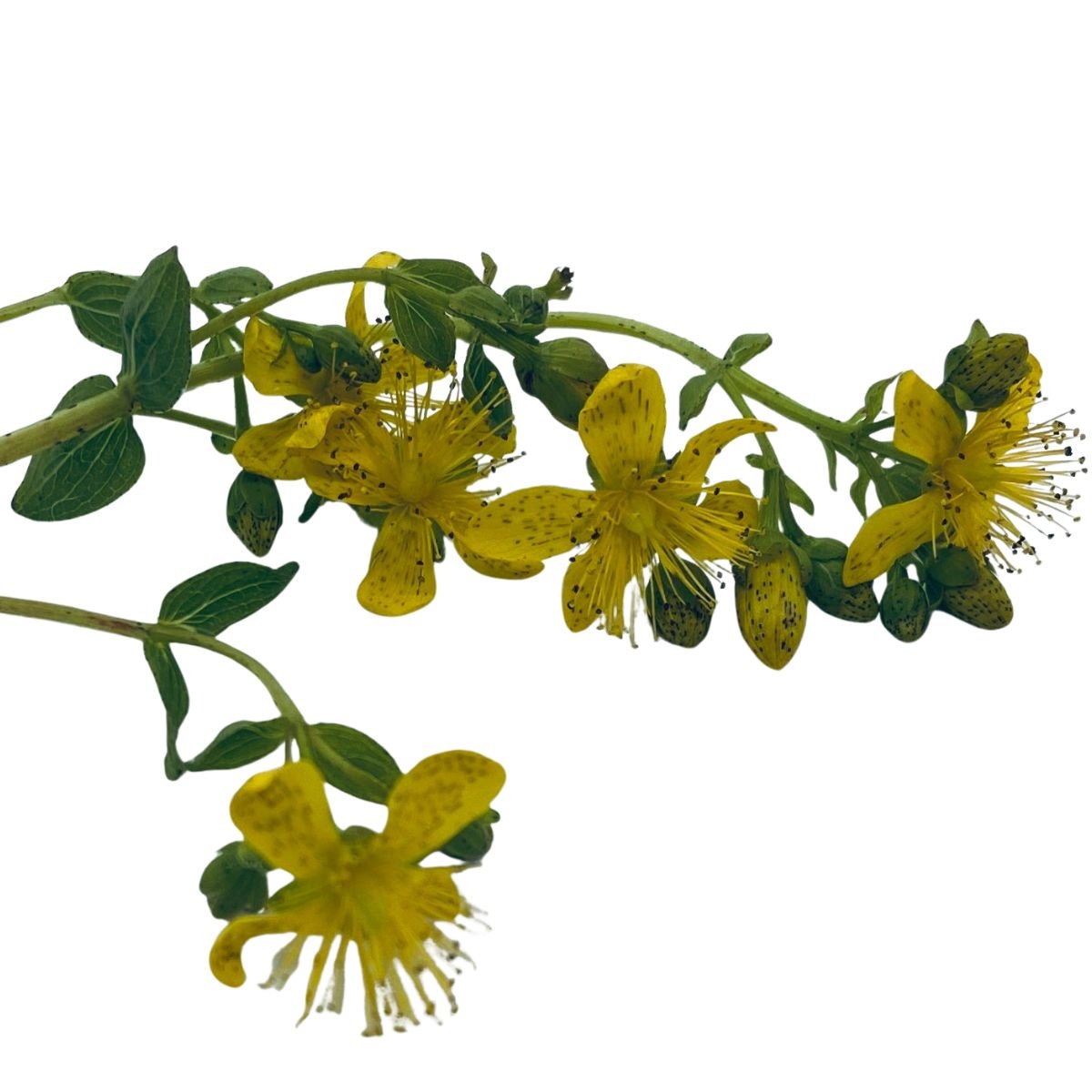 Kroppsbalsam med ville urter - Vossabia