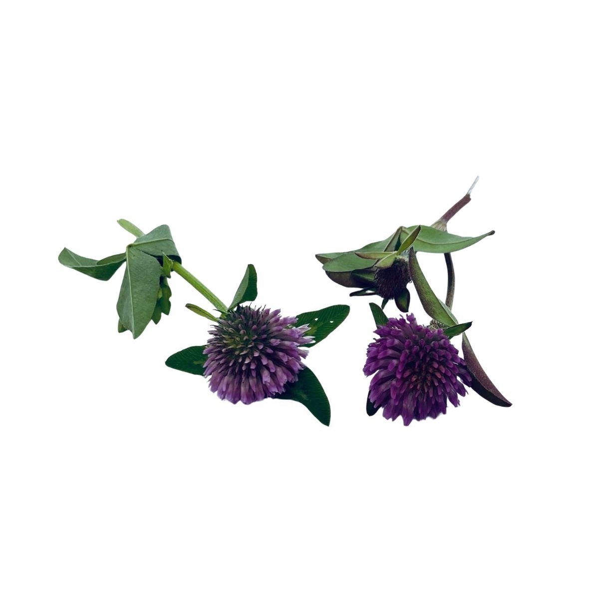 Kroppsbalsam med ville urter - Vossabia