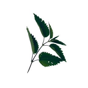 Shampoo with wild herbs - Vossabia