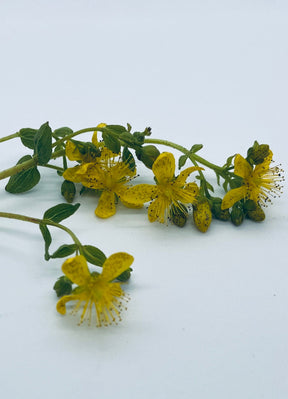 Kroppsbalsam med ville urter - Vossabia