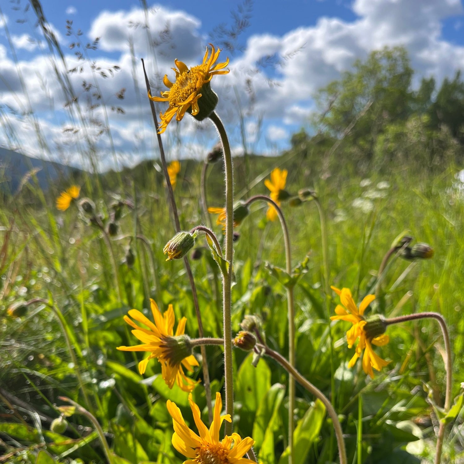 The sunflower is blooming!!! 🌼 And it goes right into our amazing Eye Balm! - Vossabia