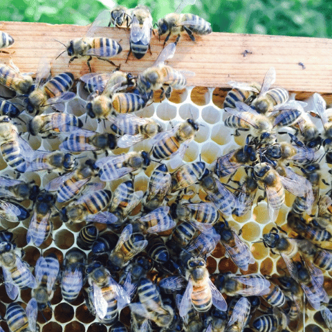 Bar honey – raw, healthy and extremely delicious! - Vossabia
