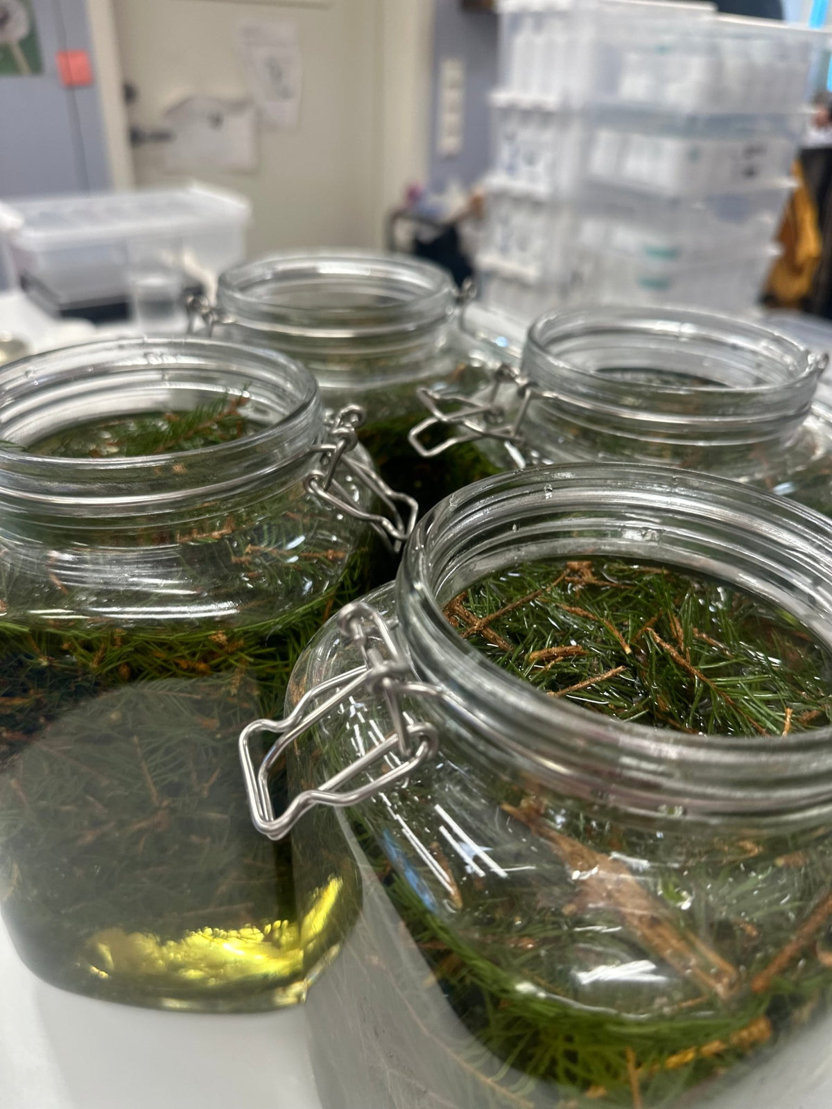 Spruce oil🌲 - Vossabia