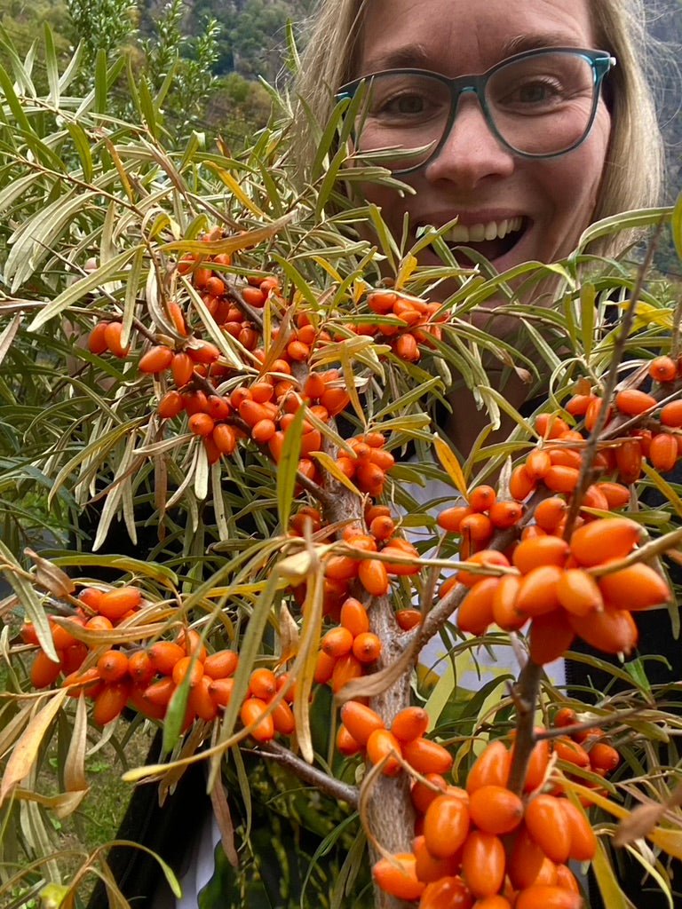 Sea buckthorn tincture - Vossabia