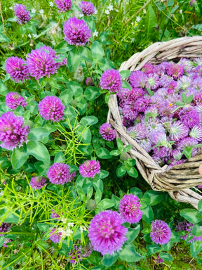 Rose and red clover facial scrub